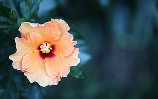 orange Hibiscus flower in selective focus photography
