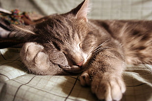 brown tabby cat sleeping on beige textile