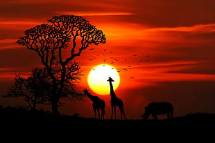 giraffe under tree on sunset HD wallpaper