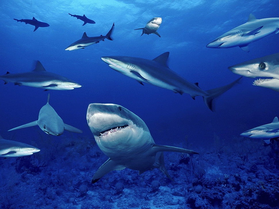gray shark, sea, underwater, shark HD wallpaper