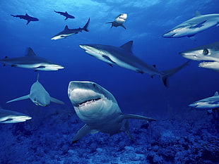 gray shark, sea, underwater, shark