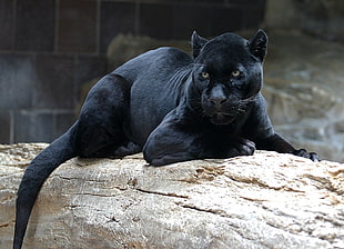 Panther on beige rock