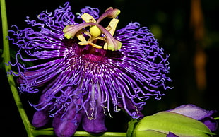 purple Passion flower in closeup photo HD wallpaper