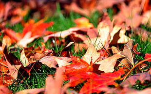 maple leaves on ground