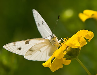 white spotted butterfly on yellow petaled flower