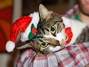 gray Tabby cat on top of red textile