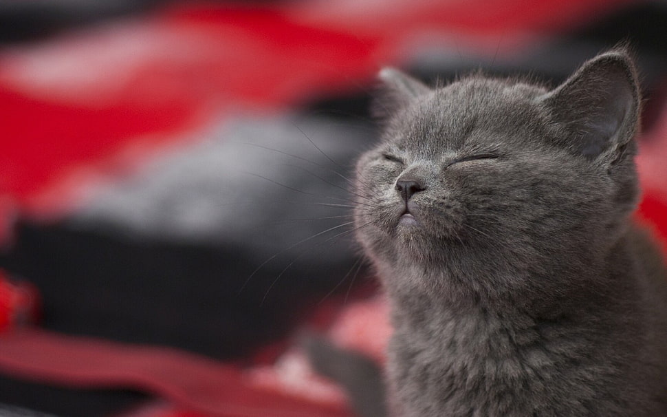 Russian blue HD wallpaper
