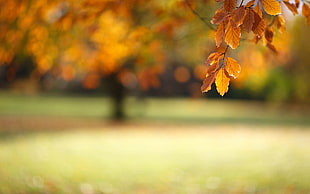 shallow focus photograph of brown leaves HD wallpaper