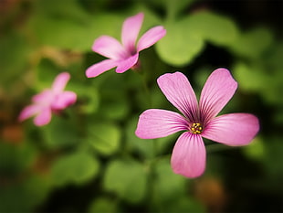 shift lens photograph of pink flower