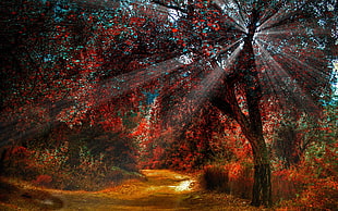 red flowering trees, landscape, plants, trees, sun rays HD wallpaper
