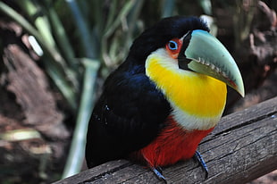 multicolored bird, Toucan, Bird, Colorful