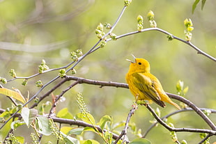 yellow bird on tree branch, yellow warbler