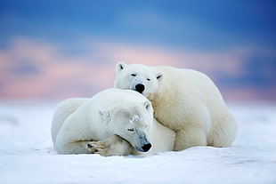 two polar bears on top of snow