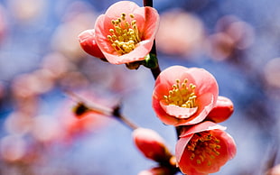 Twig,  Flower,  Bloom,  Spring HD wallpaper