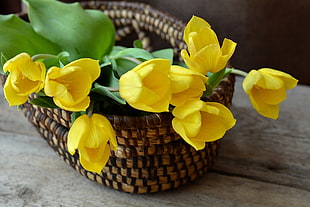 selective focus photography of yellow petaled flower on wicker brown basket