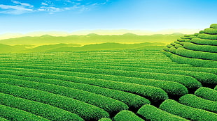 green leafed plants, plants, tea, landscape HD wallpaper