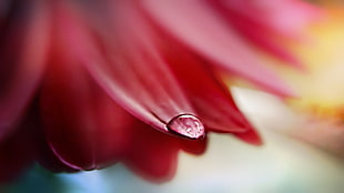shallow focus photography of red flower with water droplet