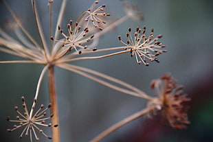 brown dandelion bud in macro shot photography