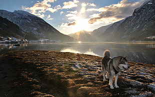 adult white and brown siberian husky, mountains, dog, landscape, Alaskan Malamute