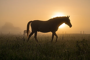 silhouette of horse, horses