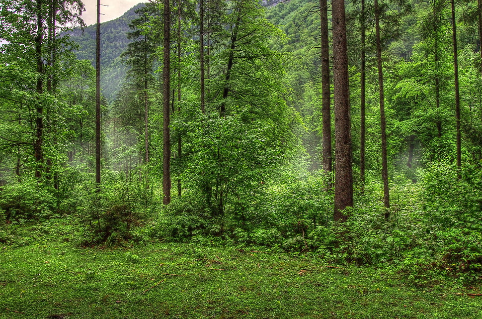 green tall trees and grasses during daytime HD wallpaper