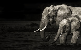 photography of two gray elephant