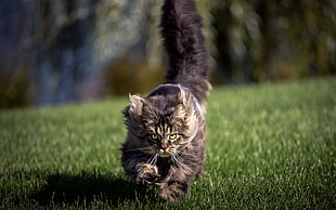 gray and black cat running in grass lawn