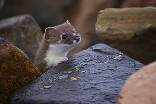 selective focus photography of Ferret on top of black stone HD wallpaper
