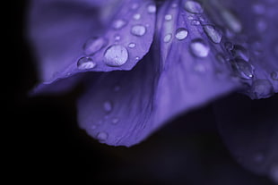 purple and white floral textile, purple, flowers, water drops