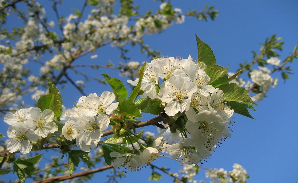 selective photography of white Cherry blossom flowers HD wallpaper