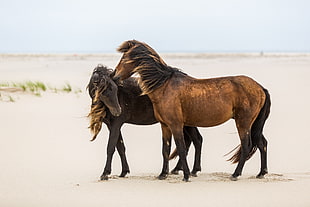 black and brown horses