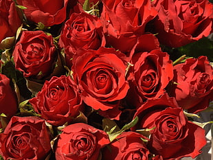 closeup photo of red roses
