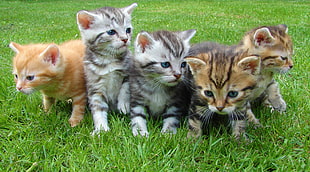 five tabby kittens on green grass photo shot during daytime