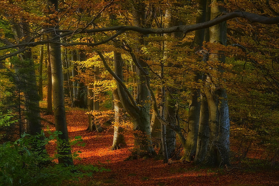 maple tree, nature, landscape, forest, fall HD wallpaper