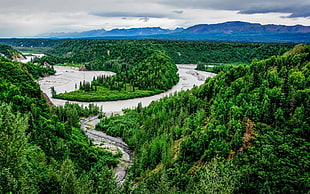 nature, landscape, river, forest HD wallpaper