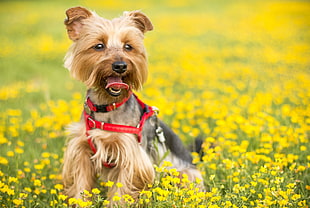black and tan Yorkshire terrier