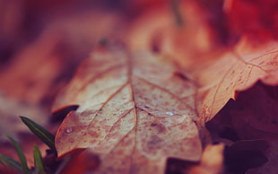 orange and red leaves HD wallpaper