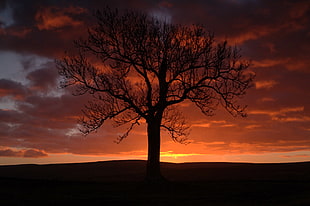 silhouette of bare tree at sunset