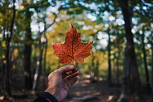 red maple leaf, Leaf, Maple, Hand HD wallpaper