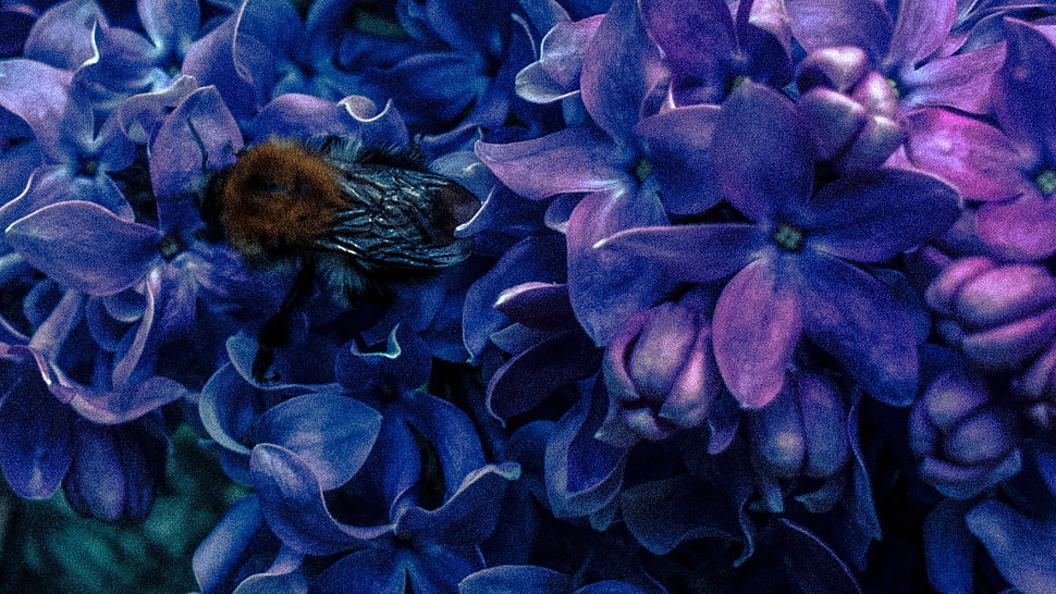 purple petaled flower, lilac, bees, purple flowers, insect HD wallpaper