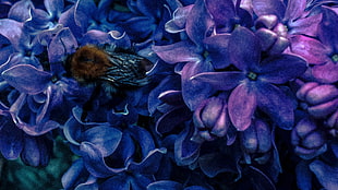 purple petaled flower, lilac, bees, purple flowers, insect HD wallpaper