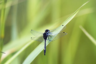 close up photo of black dragonfly on leaf