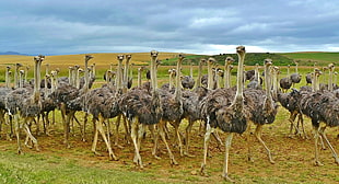 gray ostriches in the middle of the field HD wallpaper