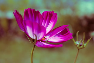 closeup photography of pink petaled flower HD wallpaper