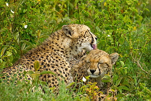 two leopards at woods HD wallpaper