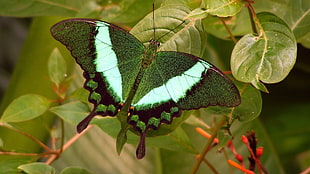 Emerald Swallowtail butterfly perched on green leaf HD wallpaper