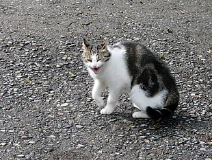 white and black bullseye tabby cat