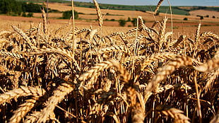 wheat field HD wallpaper