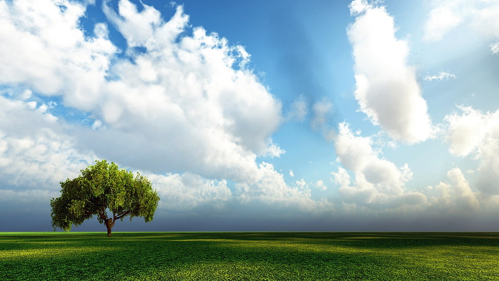 green leaf tree under white clouds at daytime HD wallpaper