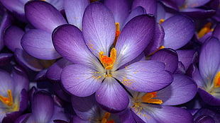 closeup photo of purple Crocus flowers HD wallpaper